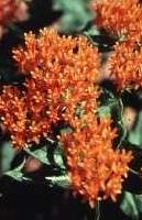 Butterfly Weed Blossom, 
Asclepias tuberosa
Biology 130 Plant ID, 
biology.uwsp.edu/plantid/