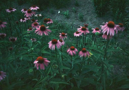 Echinacea (purpurea) image