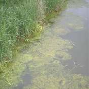 Filamentous algae
- Pond algae 
from Purdue, AquaNIC