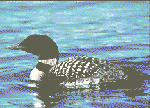 Loon