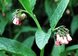 Comfrey photo from Home and Garden - no longer on Internet.