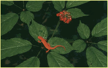 Wild American Ginseng 
from 'Spirit of the Forest'