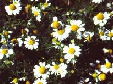 German Chamomile - an annual, (Matricaria recutita)