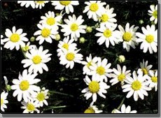 Roman Chamomile - a perennial, (Chamaemilum nobile) 
 gardenguides.com