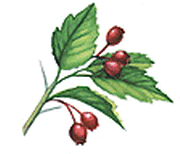 Hawthorne & Berries