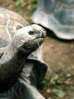 Galapagos Giant Tortoise