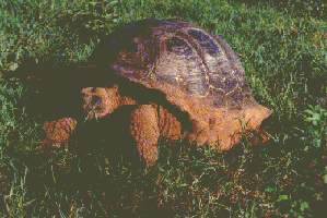 Galapagos Giant Tortoise