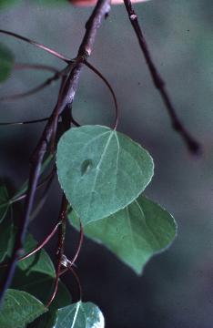 Aspen, Populus tremuloides 
or grandidentata from 
Biology 130 Plant ID, 
biology.uwsp.edu/plantid/