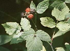 Blackberries