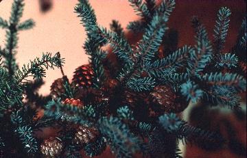 Black Spruce limb w/cones from 
Biology 130 Plant ID
Univ of Wisconsin-Stevens Point