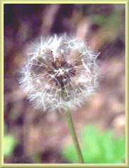 Dandelion Puff from 'Wild and 
Cultivated Flowers' by Maidenfaire