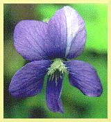 Wild Blue Violet from 
'Wild and Cultivated Flowers' 
by Maidenfaire