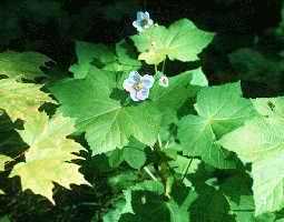 Raspberry flowers