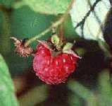 Raspberry fruit