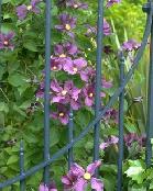 Wild Purple Violets 
from Garden Guides