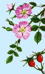 Wild Rose photo from 
Paula Giese 'Native Foods' section