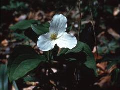 Trillium spp., Biology 130 Plant ID, 
biology.uwsp.edu/plantid/