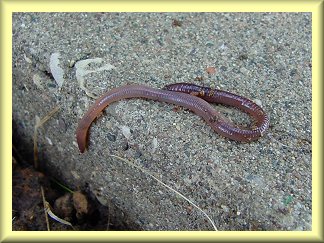 Link to Maiden Fair's Garden -  
Good Earthworm Information