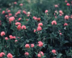 Clump of Red Clover - very good for 'medicine' uses