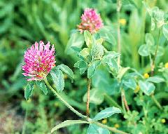 Red Clover  http://buglady.clc.uc.edu/index.htm