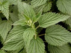 Nettle photo from Montara Mountain