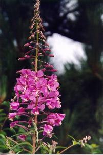 Fireweed, Epilobium angustifolium