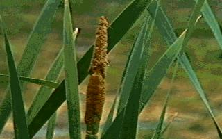 Cattails photo courtesy of Purdue